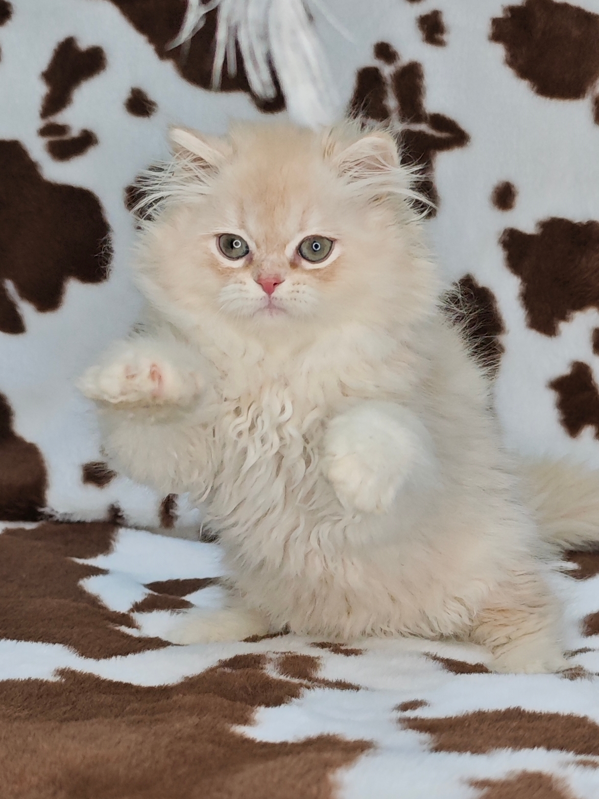 长毛凯米尔色弟弟